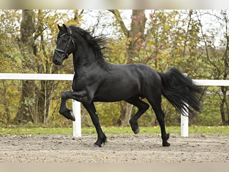 Fries paard Hengst 5 Jaar 167 cm Zwart in Britswert