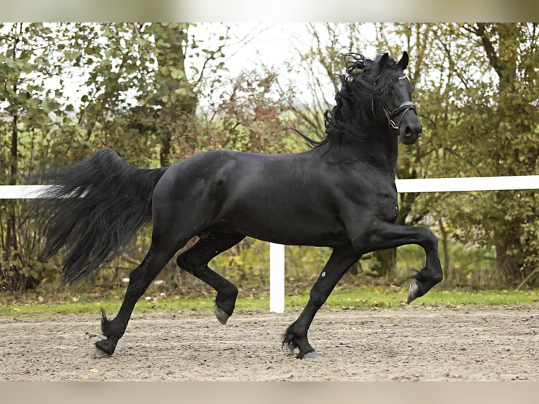 Fries paard Hengst 5 Jaar 167 cm Zwart in Britswert