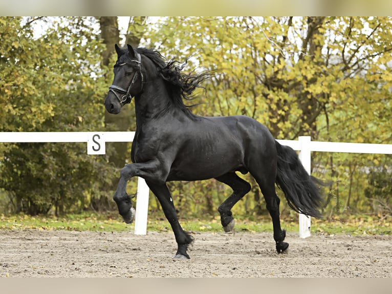 Fries paard Hengst 5 Jaar 167 cm Zwart in Britswert