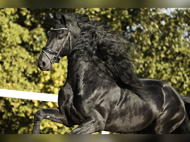 Fries paard Hengst 5 Jaar 167 cm Zwart in Britswert