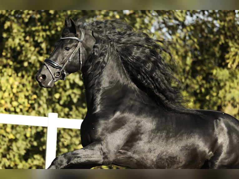 Fries paard Hengst 5 Jaar 167 cm Zwart in Britswert