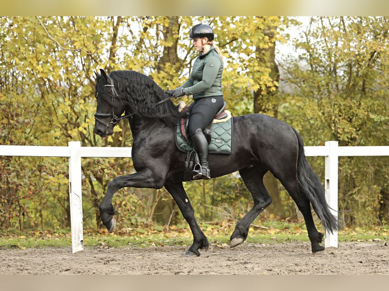 Fries paard Hengst 5 Jaar 167 cm Zwart in Britswert