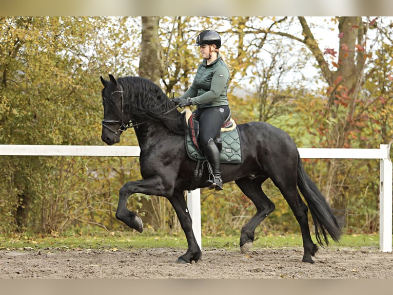 Fries paard Hengst 5 Jaar 167 cm Zwart in Britswert