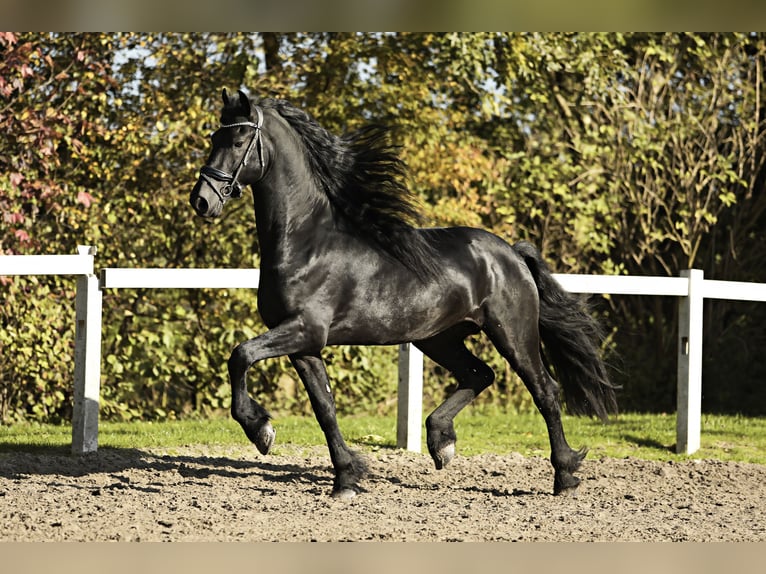 Fries paard Hengst 5 Jaar 167 cm Zwart in Britswert