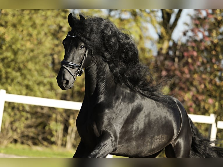 Fries paard Hengst 5 Jaar 167 cm Zwart in Britswert