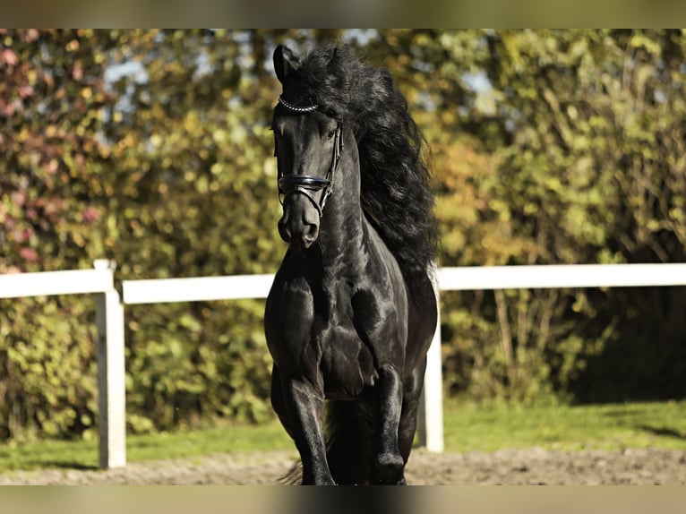 Fries paard Hengst 5 Jaar 167 cm Zwart in Britswert