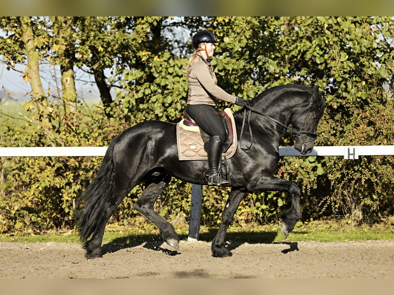 Fries paard Hengst 5 Jaar 167 cm Zwart in Britswert