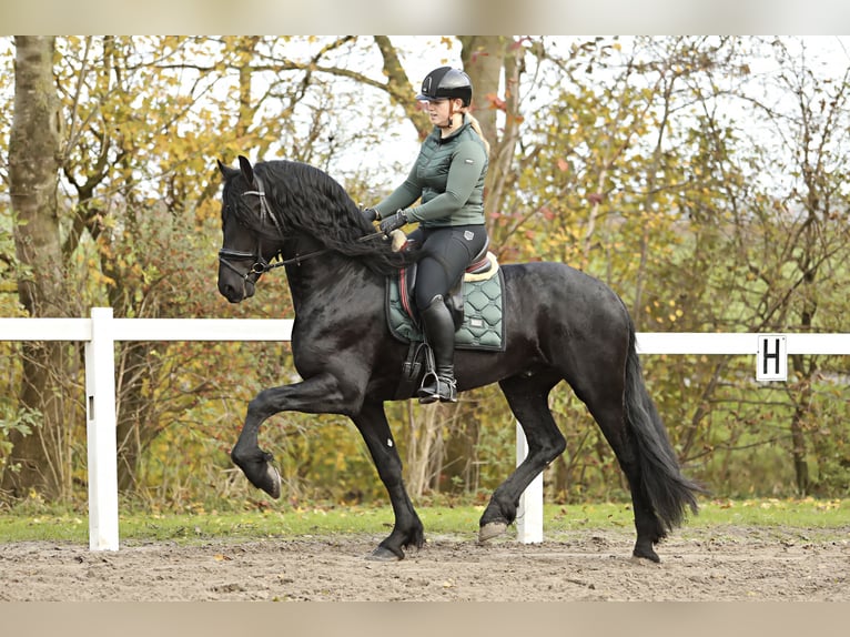 Fries paard Hengst 5 Jaar 167 cm Zwart in Britswert