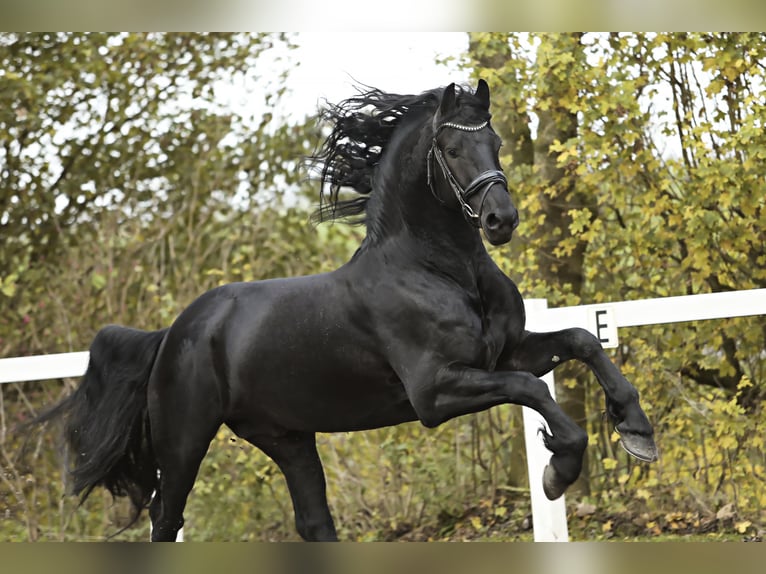 Fries paard Hengst 5 Jaar 167 cm Zwart in Britswert