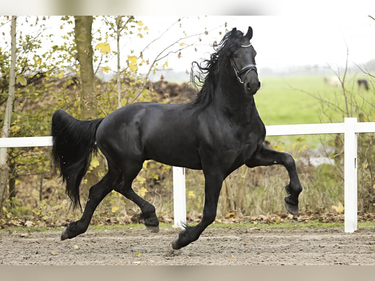 Fries paard Hengst 5 Jaar 167 cm Zwart in Britswert