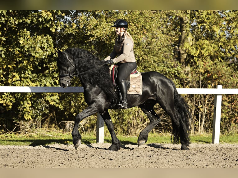 Fries paard Hengst 5 Jaar 167 cm Zwart in Britswert