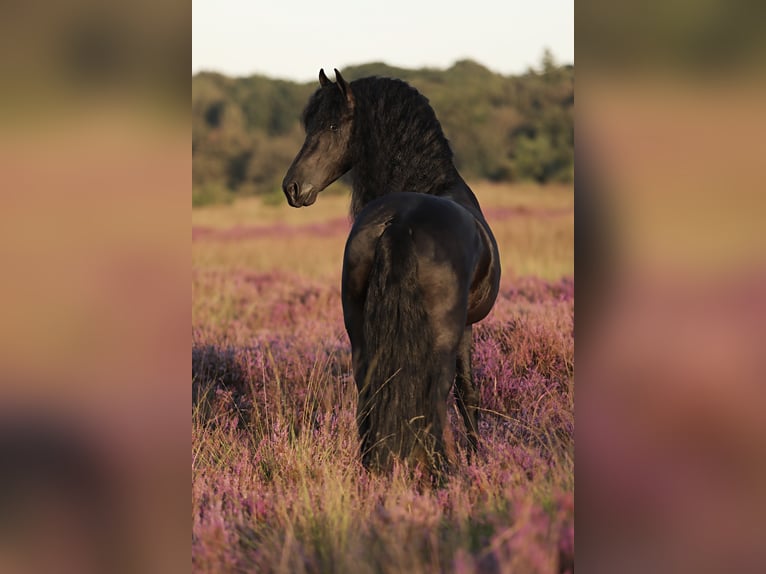 Fries paard Hengst 5 Jaar 167 cm Zwart in Britswerd