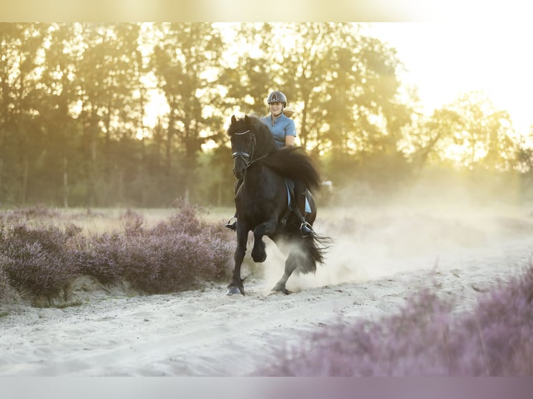 Fries paard Hengst 5 Jaar 167 cm Zwart in Britswerd