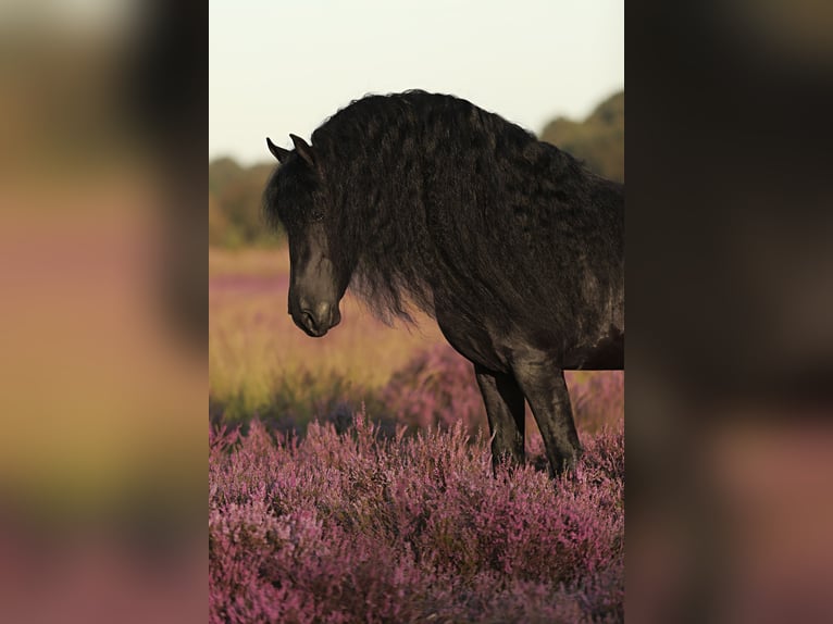 Fries paard Hengst 5 Jaar 167 cm Zwart in Britswerd