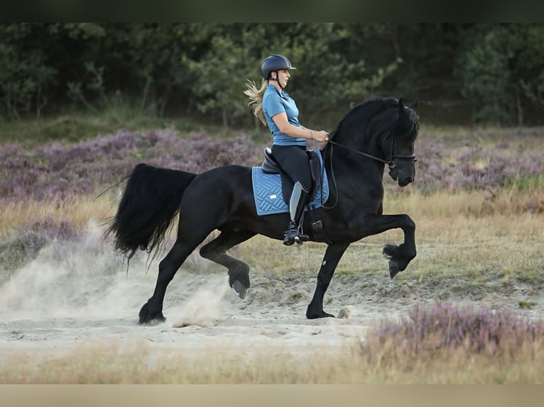 Fries paard Hengst 5 Jaar 167 cm Zwart in Britswerd