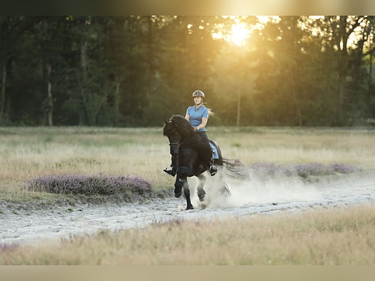 Fries paard Hengst 5 Jaar 167 cm Zwart in Britswerd