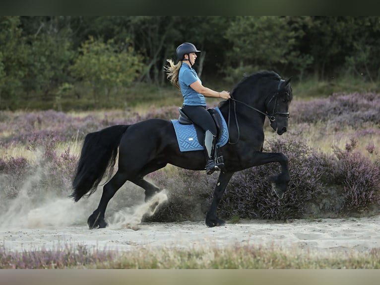 Fries paard Hengst 5 Jaar 167 cm Zwart in Britswerd