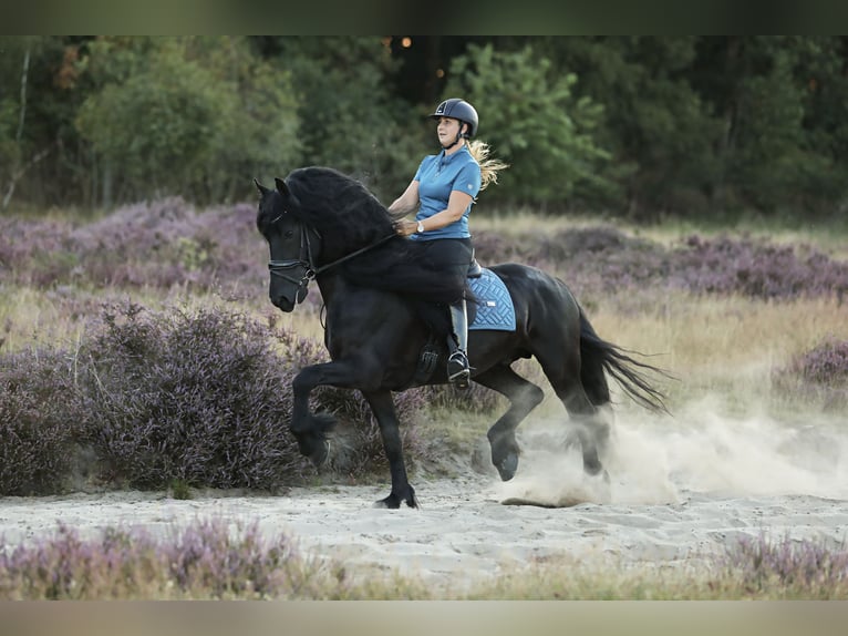 Fries paard Hengst 5 Jaar 167 cm Zwart in Britswerd