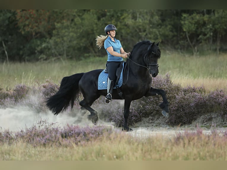 Fries paard Hengst 5 Jaar 167 cm Zwart in Britswerd