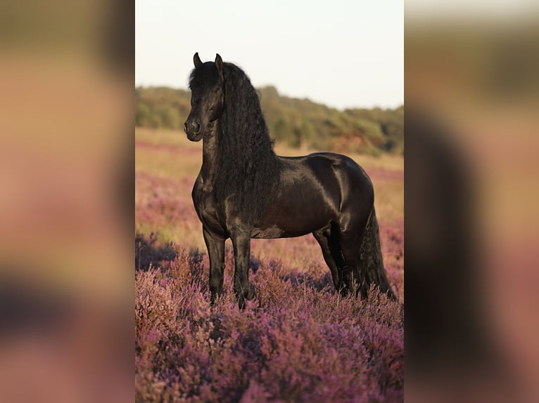 Fries paard Hengst 5 Jaar 167 cm Zwart in Britswerd