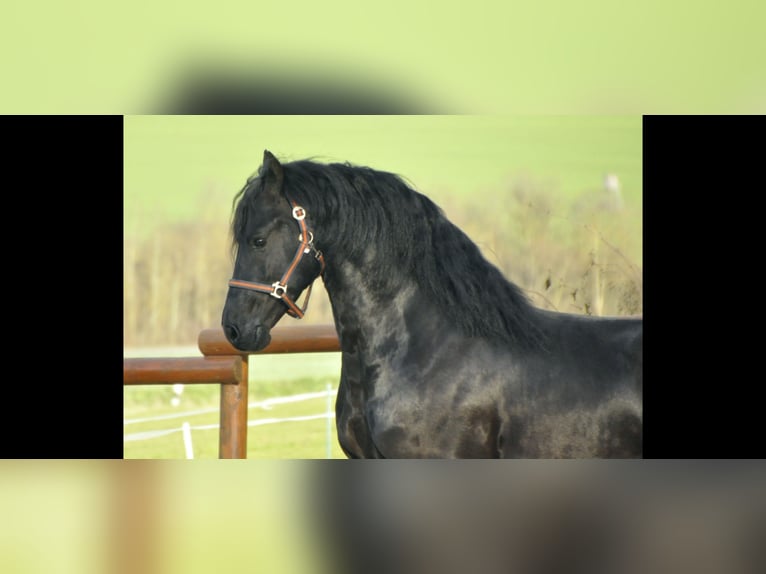 Fries paard Hengst 5 Jaar 167 cm Zwart in Ochtendung