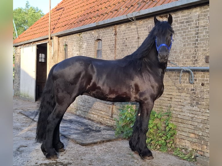 Fries paard Hengst 5 Jaar 168 cm  in Oosterzee
