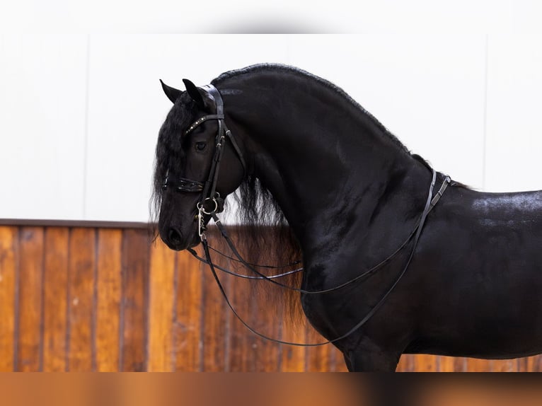 Fries paard Hengst 5 Jaar 168 cm Zwart in Kwadijk