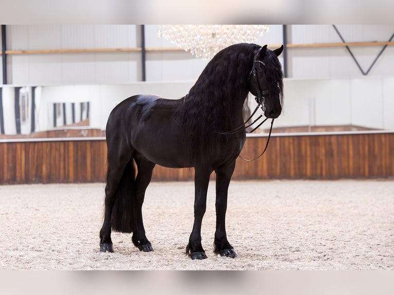 Fries paard Hengst 5 Jaar 168 cm Zwart in Kwadijk