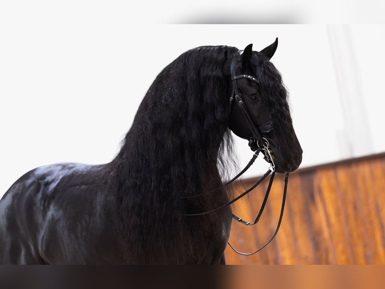 Fries paard Hengst 5 Jaar 168 cm Zwart in Kwadijk