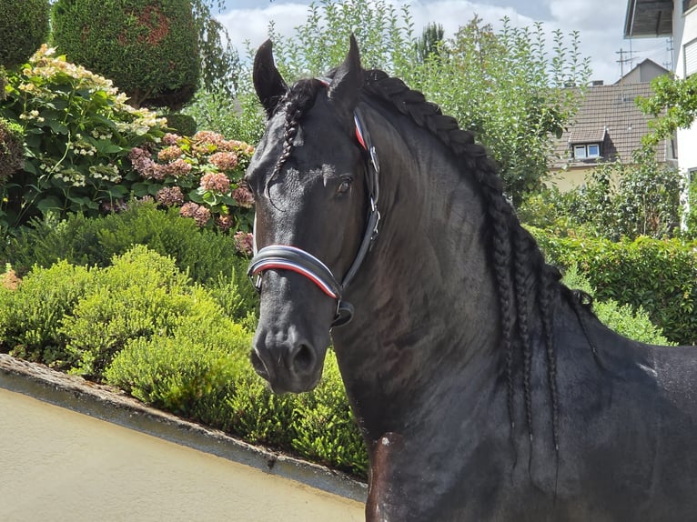 Fries paard Hengst 5 Jaar 168 cm Zwart in Ochtendung