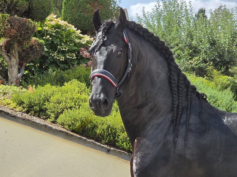 Fries paard Hengst 5 Jaar 168 cm Zwart in Ochtendung