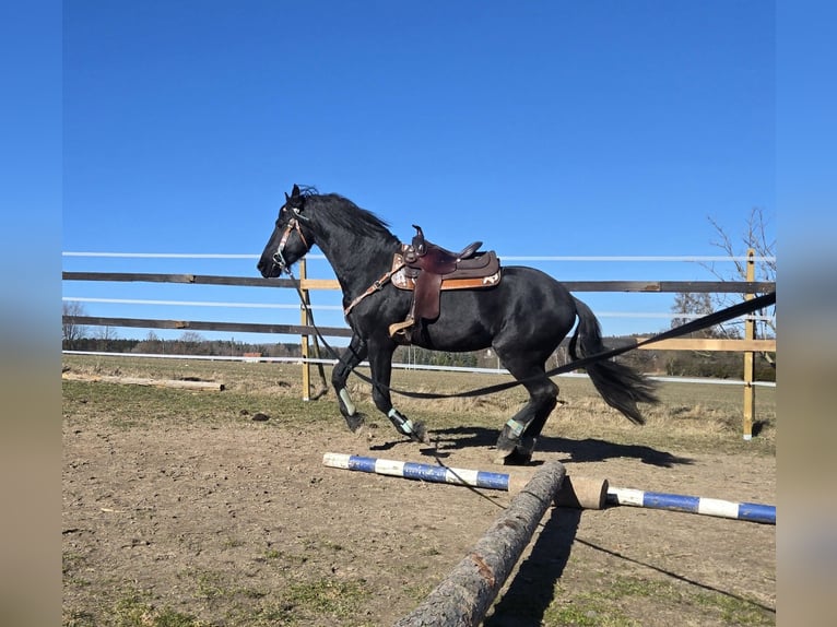 Fries paard Hengst 5 Jaar 168 cm Zwart in Lengenfeld