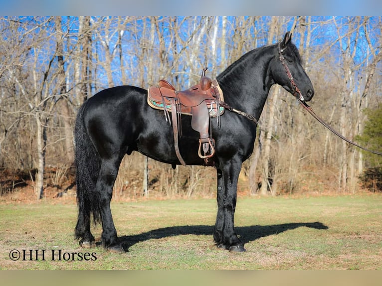 Fries paard Hengst 5 Jaar 168 cm Zwart in Hillsboro