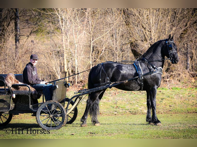 Fries paard Hengst 5 Jaar 168 cm Zwart in Hillsboro
