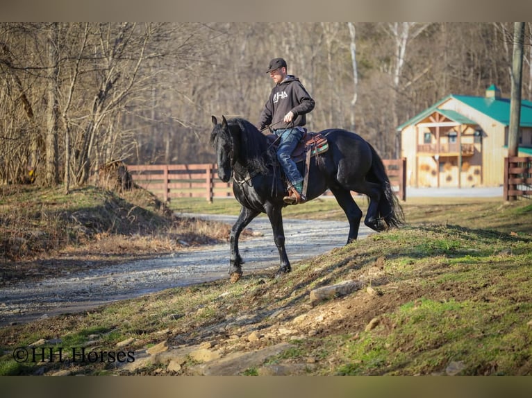 Fries paard Hengst 5 Jaar 168 cm Zwart in Hillsboro