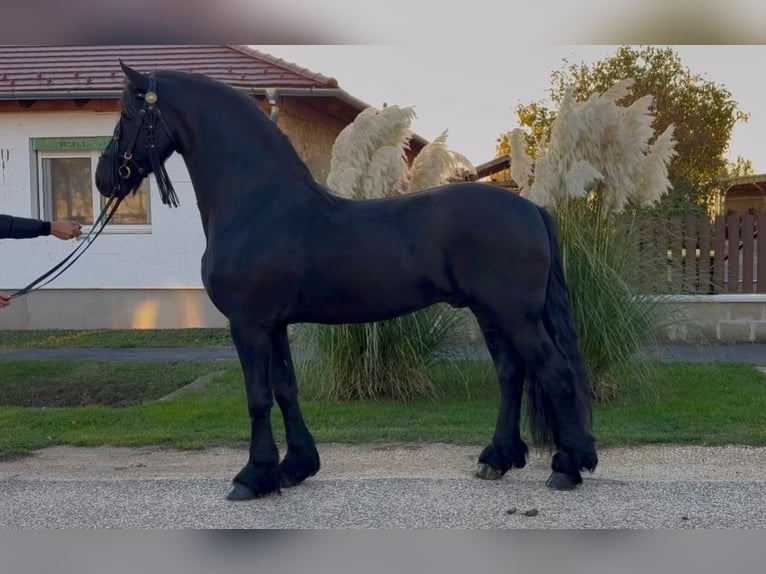 Fries paard Hengst 5 Jaar 170 cm Zwart in Oberwart