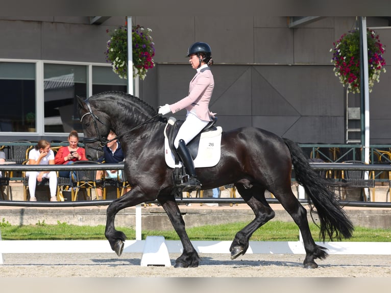 Fries paard Hengst 5 Jaar 170 cm Zwart in Harlingen