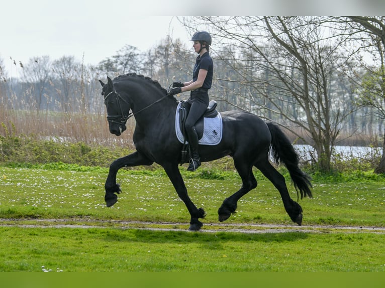 Fries paard Hengst 5 Jaar 170 cm Zwart in Mijnsheerenland