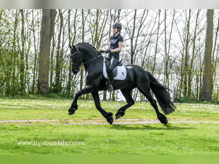 Fries paard Hengst 5 Jaar 170 cm Zwart in Mijnsheerenland