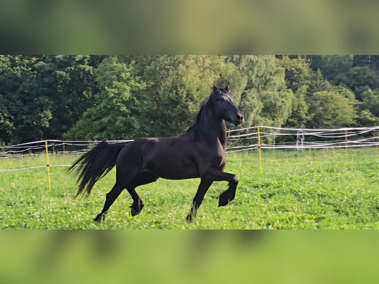 Fries paard Hengst 5 Jaar 170 cm Zwart in Michelstadt