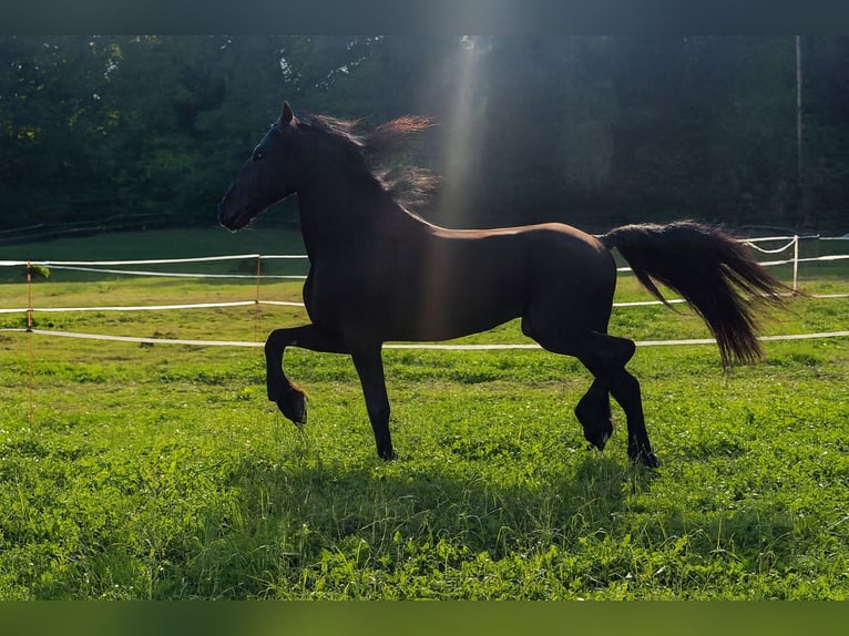 Fries paard Hengst 5 Jaar 170 cm Zwart in Michelstadt