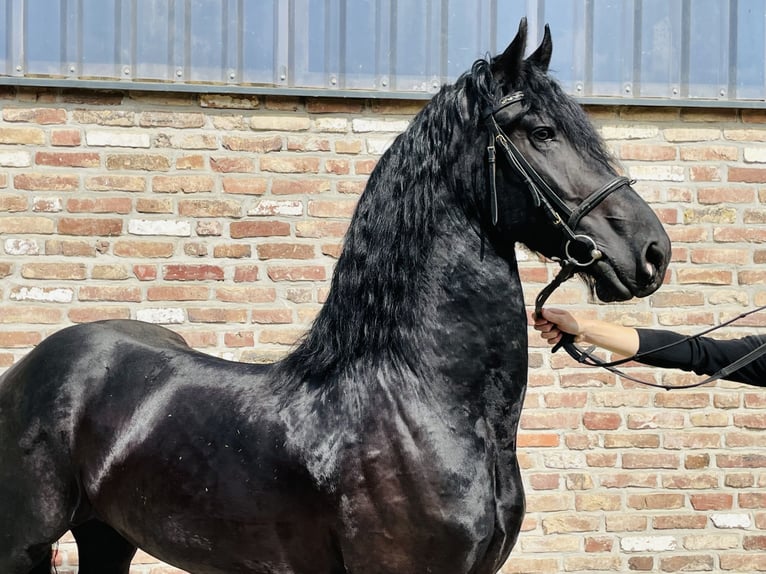 Fries paard Hengst 5 Jaar 170 cm Zwart in Grevenbroich