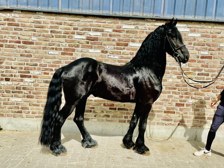 Fries paard Hengst 5 Jaar 170 cm Zwart in Grevenbroich