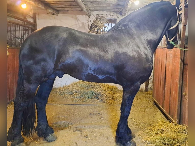 Fries paard Hengst 5 Jaar 175 cm Zwart in Budapest