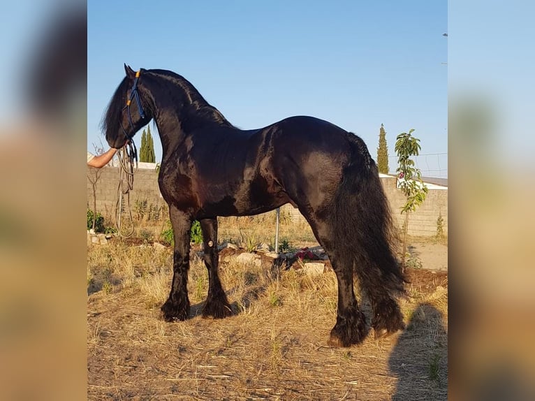 Fries paard Hengst 5 Jaar Zwart in Espinar, De El (Estacion)