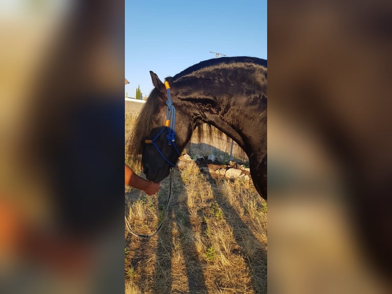 Fries paard Hengst 5 Jaar Zwart in Espinar, De El (Estacion)