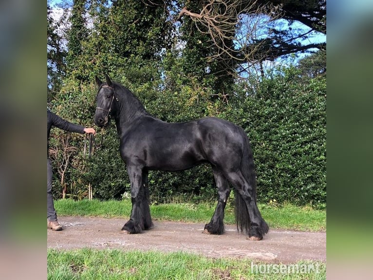 Fries paard Hengst 6 Jaar 160 cm Zwart in Tralee