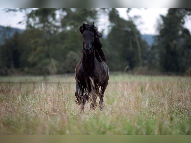 Fries paard Hengst 6 Jaar 162 cm Zwart in Feldkirchen-Westerham