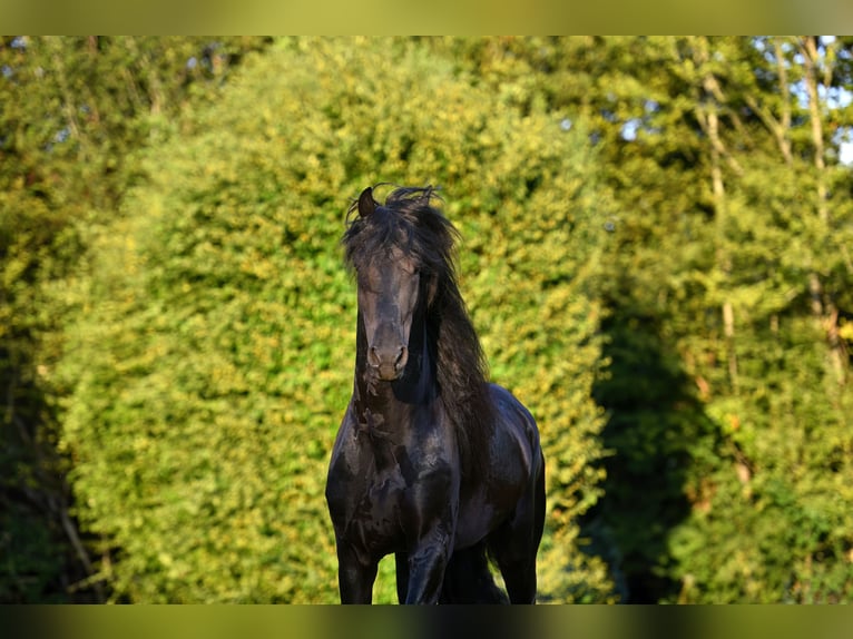 Fries paard Hengst 6 Jaar 162 cm Zwart in Feldkirchen-Westerham