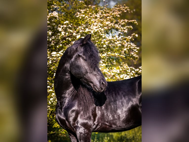 Fries paard Hengst 6 Jaar 163 cm Zwart in Novo mesto - dostava